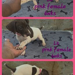 Girl 2 - Liver roan female German Shorthaired Pointer puppy in Dahlonega, Georgia from Pointer Mountain Bird Dogs