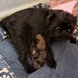 Male 2 - Belge male Brussels Griffon puppy in Ogden, Utah from Shelly's Brussels Griffons
