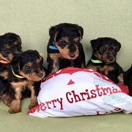 Welsh Terrier Puppies from Gryphon Roc Kennels
