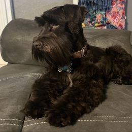 Layla - Miniature Schnauzer