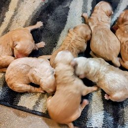 Goldendoodle and Golden Retriever Puppies from Dakota Sky's Goldens