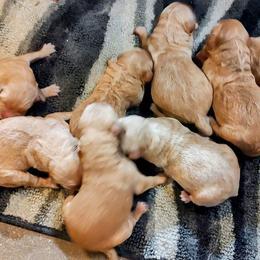 Goldendoodle and Golden Retriever Puppies from Dakota Sky's Goldens