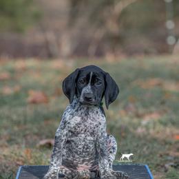 German Shorthaired Pointer and Vizsla Puppies from Nosam Kennels