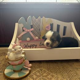 Teal Collar - Black and tan female Pembroke Welsh Corgi puppy in Abingdon, Virginia from Em-K Kennels