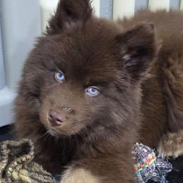 Hershey - Brown and white male Siberian Husky puppy in East Tawas, Michigan from BurnsBerg's Woolies