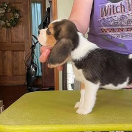 Beagle Puppies from Knockhill Beagles