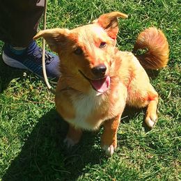 Versicolor (Versi) - Sable male American Corgi puppy in Ellensburg, Washington from Faery Mount Farm