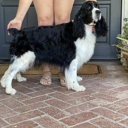 Raven - English Springer Spaniel