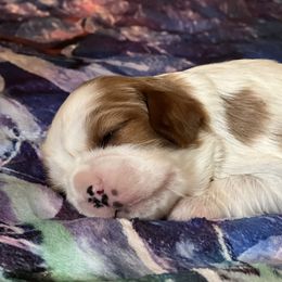 Cavalier King Charles Spaniel Puppies from Mentmore Spaniels