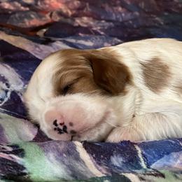 Cavalier King Charles Spaniel Puppies from Mentmore Spaniels