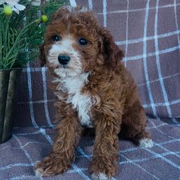 Poodle Puppies from Savannah Unger