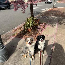 Miniature Australian Shepherd and Toy Australian Shepherd Puppies from Loyal Litters Toy Australian Shepherds