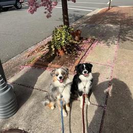 Miniature Australian Shepherd and Toy Australian Shepherd Puppies from Loyal Litters Toy Australian Shepherds