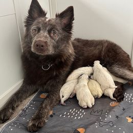 Medoh - Australian Cattle Dog