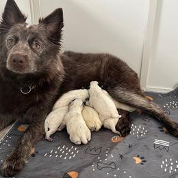 Medoh - Australian Cattle Dog