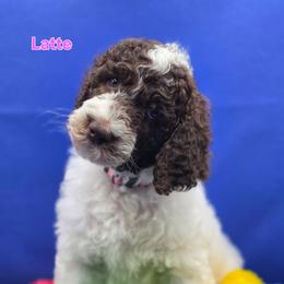 Latte - Parti female Goldendoodle puppy in Summerville, South Carolina from Channys Doodles