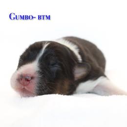 Gumbo - Black tri-color male Australian Shepherd puppy in Coldwater, Michigan from Northern Star Australian Shepherds