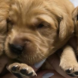 T N T - Dark golden male Golden Retriever puppy in Princeton, Minnesota from Bewitched Goldens