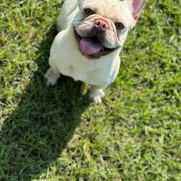 Delicious - French Bulldog