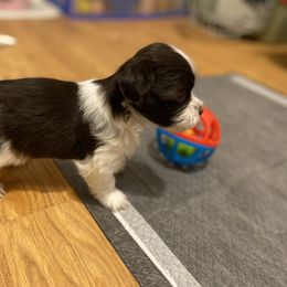 Havanese Puppies from Coco’s Puppies