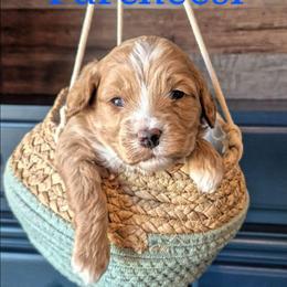 PARCHEESI - Caramel male Labradoodle puppy in Sussex, Wisconsin from Dancing Doodles
