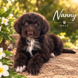 Nanny - Red & white male Toy Australian Shepherd puppy in Honolulu, Hawaii from Liana’s Toy Aussies