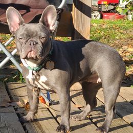 Opal - French Bulldog