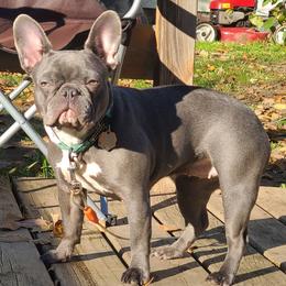 Opal - French Bulldog