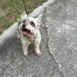 Darcie - Liver female Miniature Schnauzer puppy in Hull, Georgia from Ardent Miniature Schnauzers of Athens