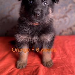 Orange collar girl - Black and red female German Shepherd puppy in Coleta, Illinois from Four Leaf Farm- Vom Vierblättriges Bauernhof