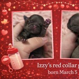 Red girl - Liver female Shih Tzu puppy in Berkeley Springs, West Virginia from Sandridge Shih Tzus