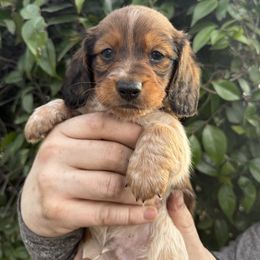 Dachshund Puppies from Monterey Bay Dachshund Kennel