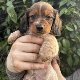 Dachshund Puppies from Monterey Bay Dachshund Kennel