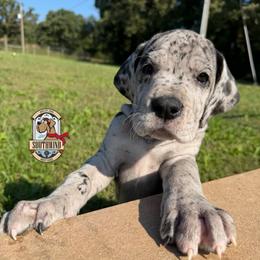 Kissy - Merle female Great Dane puppy in White City, Kansas from Southwind Great Danes