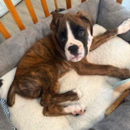 Boxer All Grown Up from Rorschach Boxers