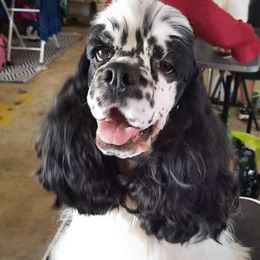 Slash - Cocker Spaniel