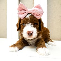 Aspen - Red  female Goldendoodle puppy in Peoria, Arizona from Cactus Doods