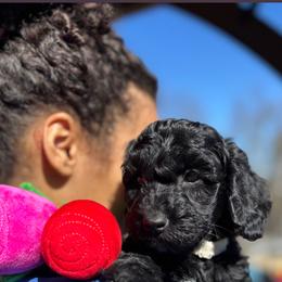 Velvet - Black female Australian Labradoodle puppy in Richmond, Kentucky from Happy Time Doodles
