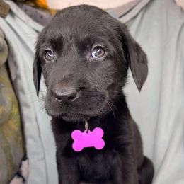 Ivy - Black female Labrador Retriever puppy in Grants Pass, Oregon from KnR Antler Dogs