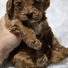 Baker - Red male Cavapoo puppy in West Point, Mississippi from Golden Paws