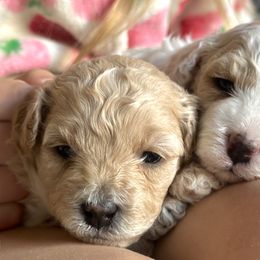 Cavapoo Puppies from The Little Park Farm