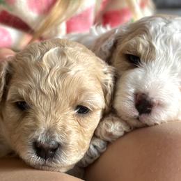 Cavapoo Puppies from The Little Park Farm