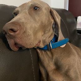 Weimaraner All Grown Up from Brooksburg Weimaraners