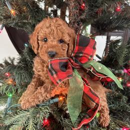 Ginger - Red female Cavapoo puppy in American Fork, Utah from Revasdoodles