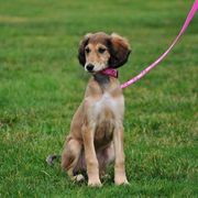 Saluki Puppies from Kushiel Salukis
