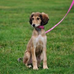 Saluki Puppies from Kushiel Salukis