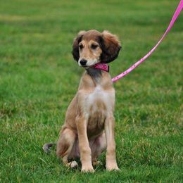 Saluki Puppies from Kushiel Salukis