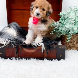 Faye(Blue Eye) - Merle female Bernedoodle puppy in North Carolina from NC Doodle Puppies