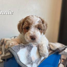 Vinnie - Parti female Poodle puppy in Blackfoot, Idaho from Draper Mountain Doodles