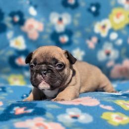 Timmy - Fawn male French Bulldog puppy in Polk City, Florida from Best Friend Frenchies, LLC